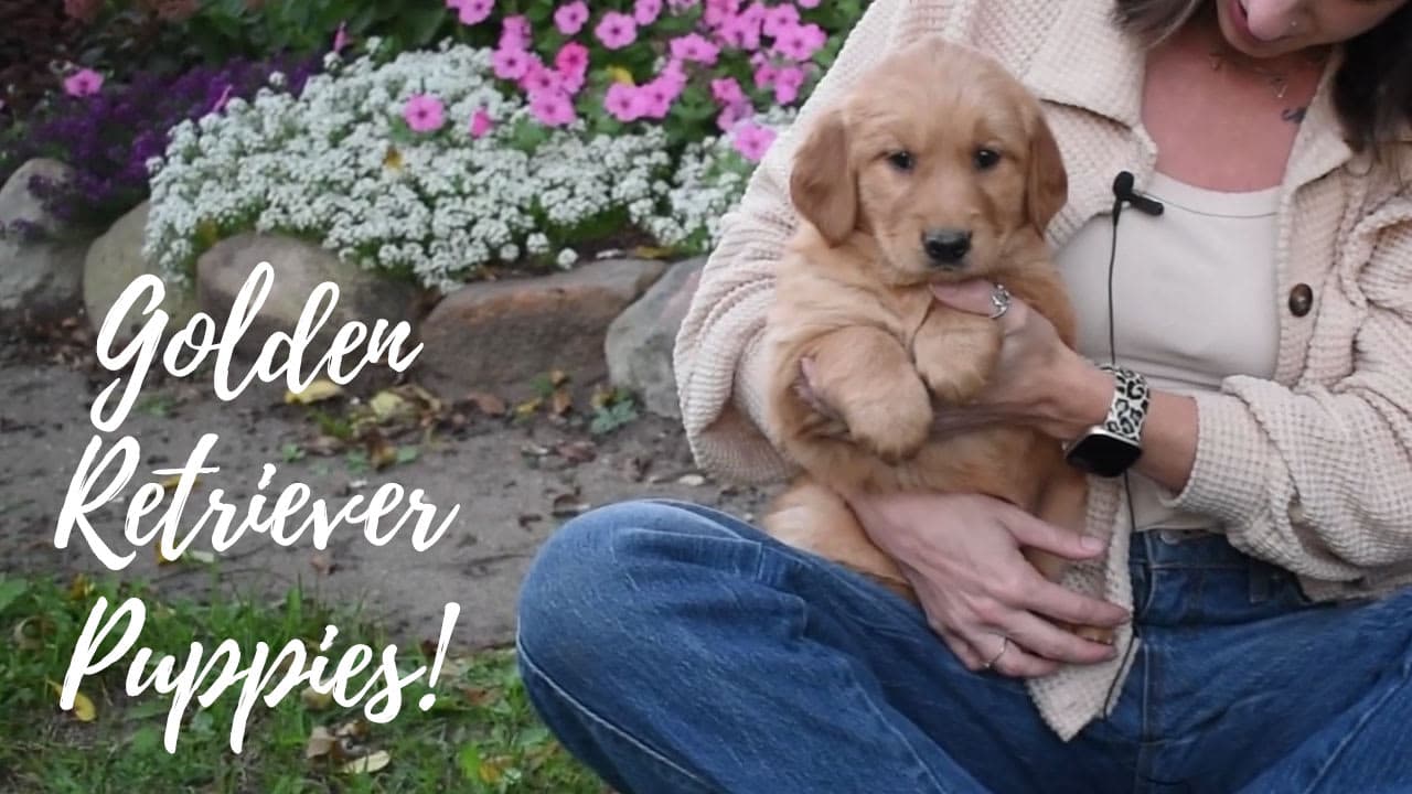 A group of Golden Retriever puppies
