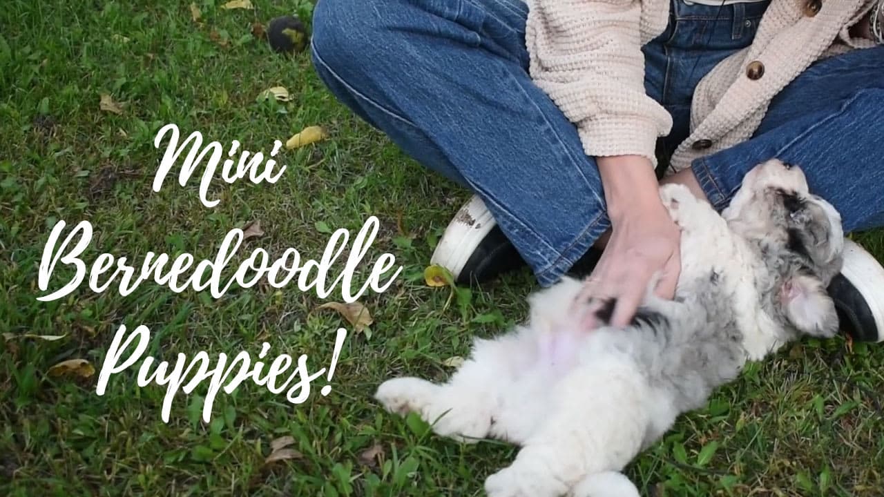A group of Mini Bernedoodle puppies