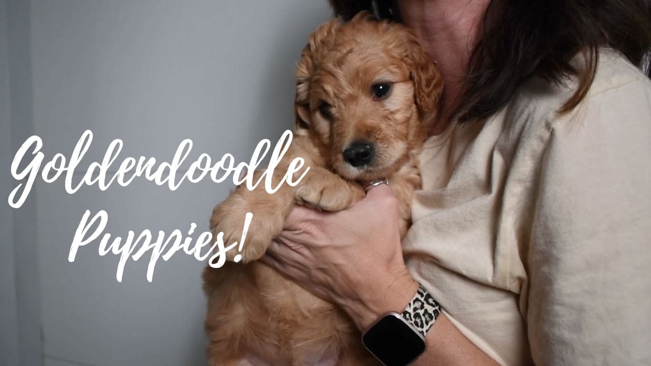 A group of Goldendoodle puppies