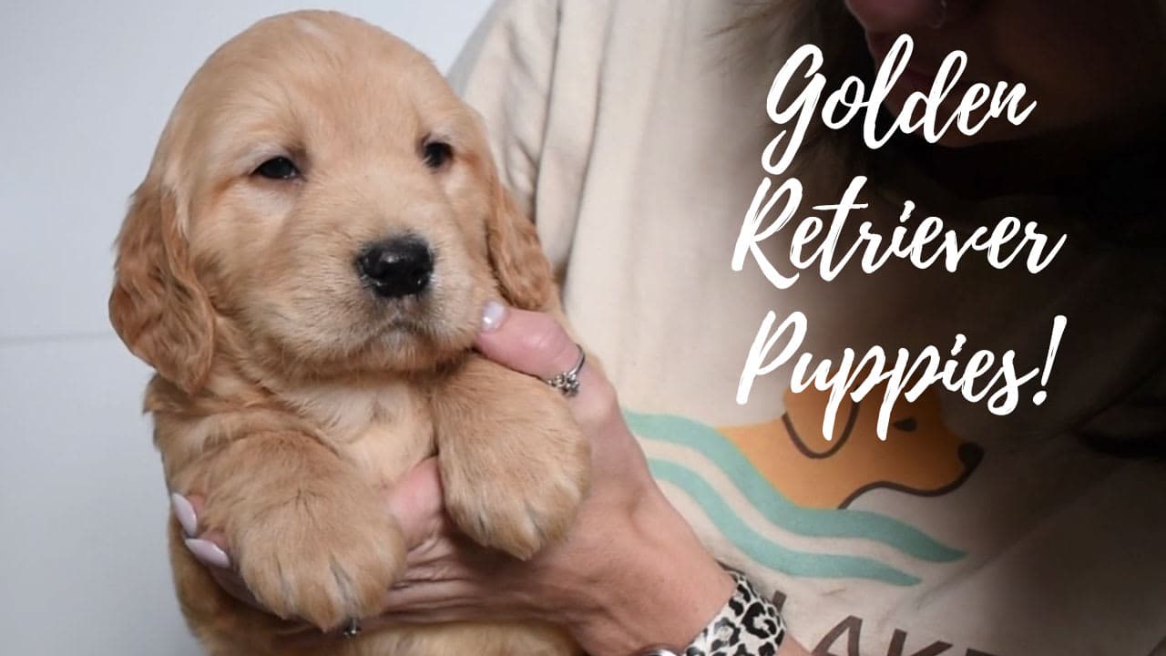 A group of Golden Retriever puppies