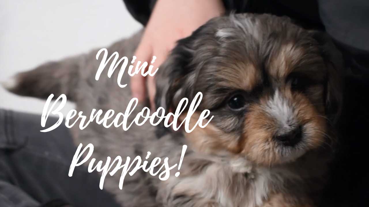 A group of Mini Bernedoodle puppies
