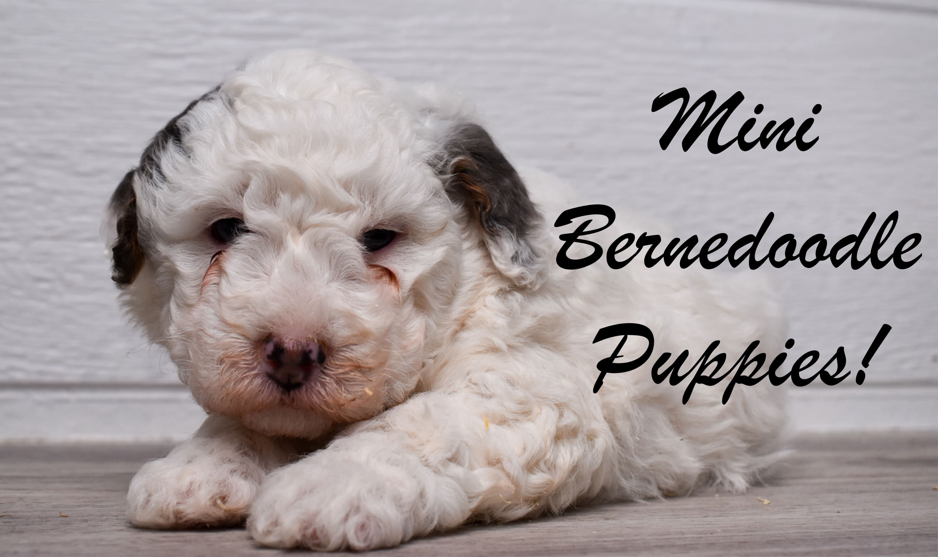 A group of Mini Bernedoodle puppies