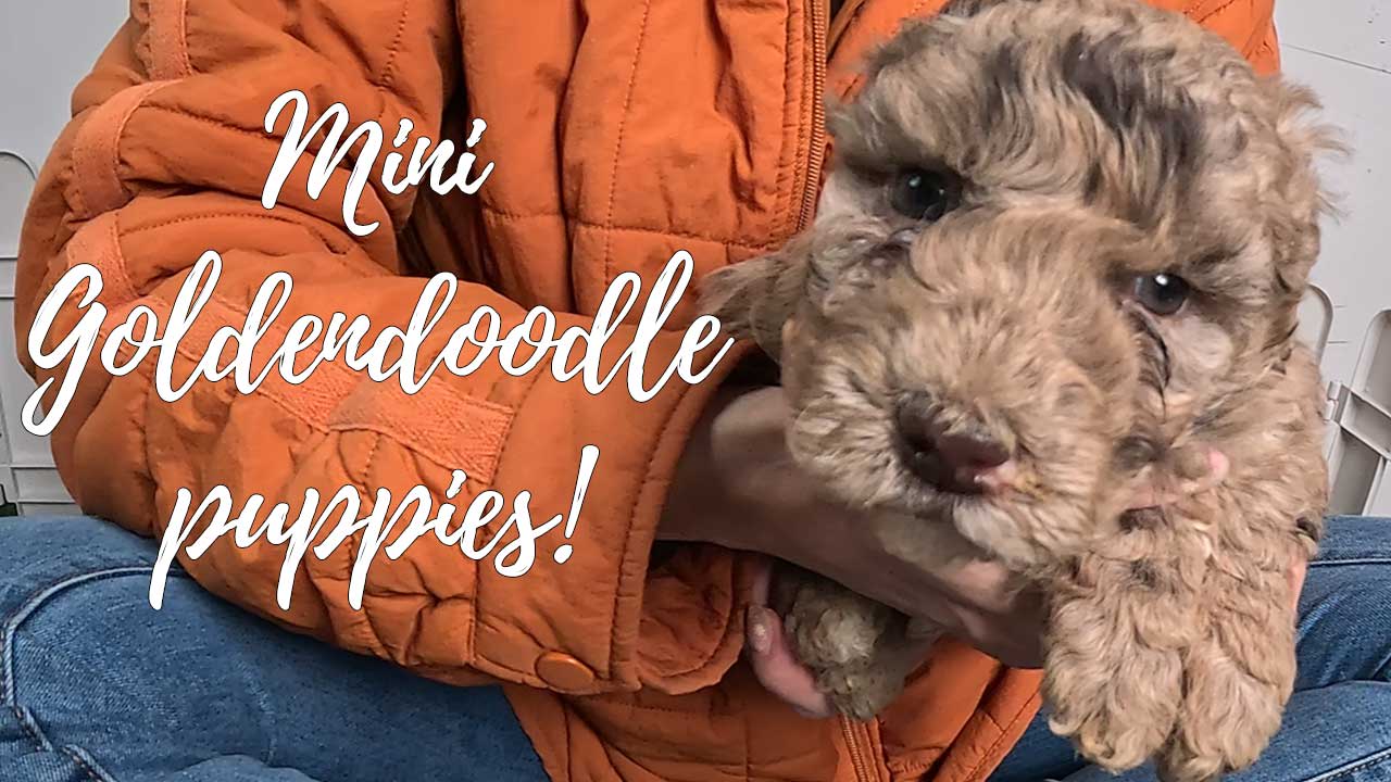 A group of Mini Goldendoodle puppies