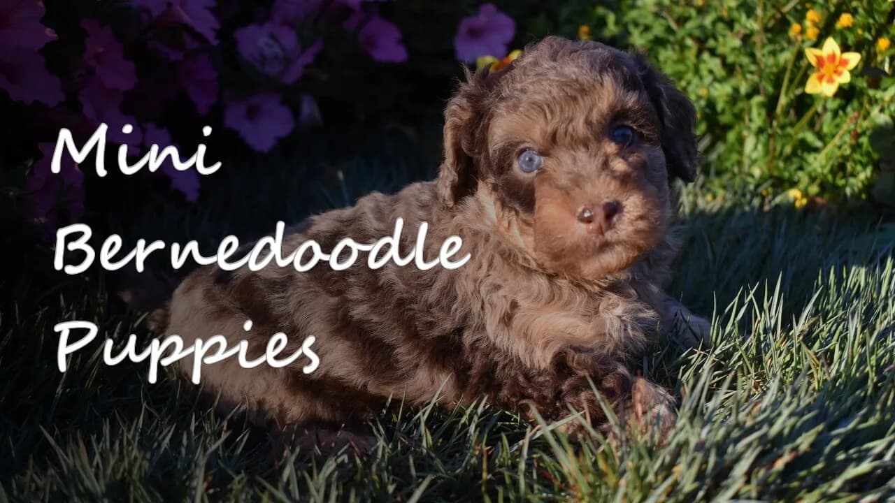 A group of Mini Bernedoodle puppies