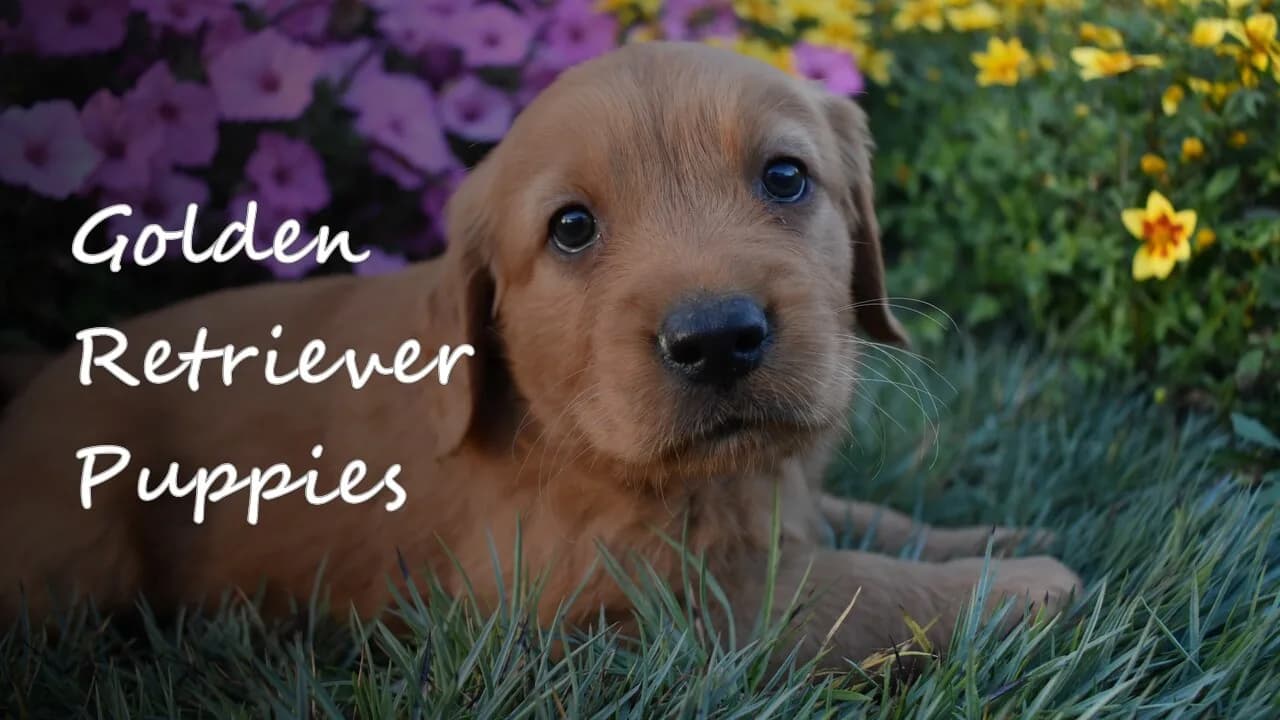 A group of Golden Retriever puppies