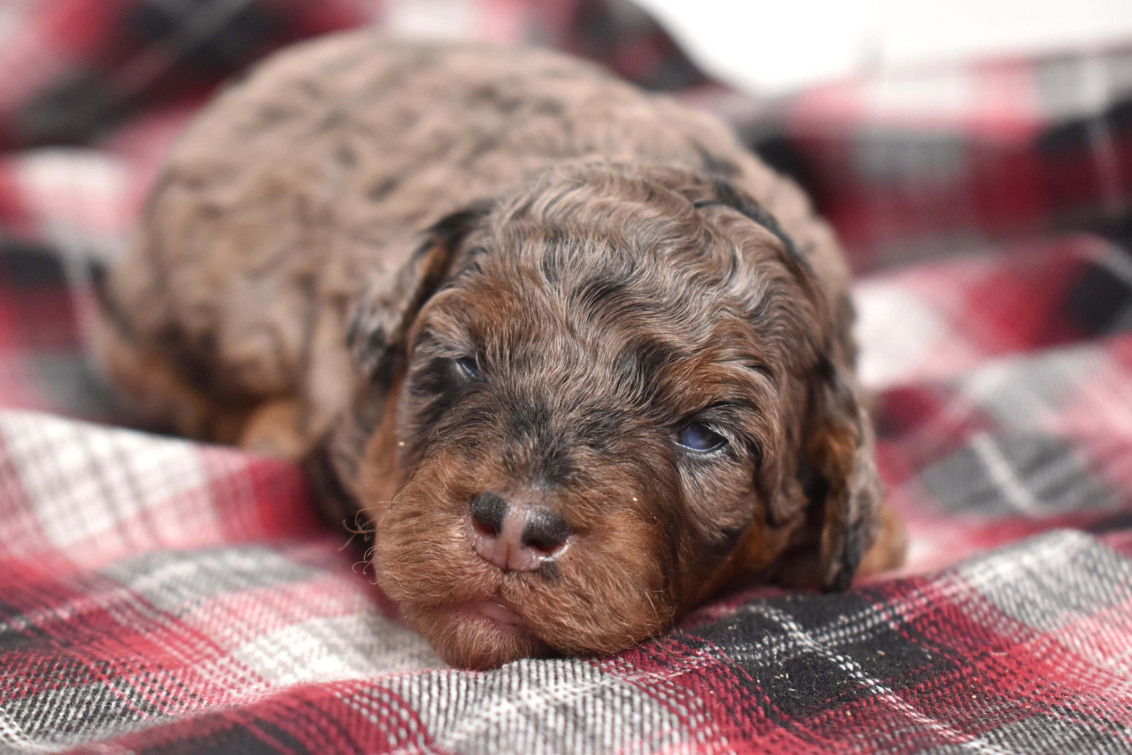 Mini Bernedoodle puppy