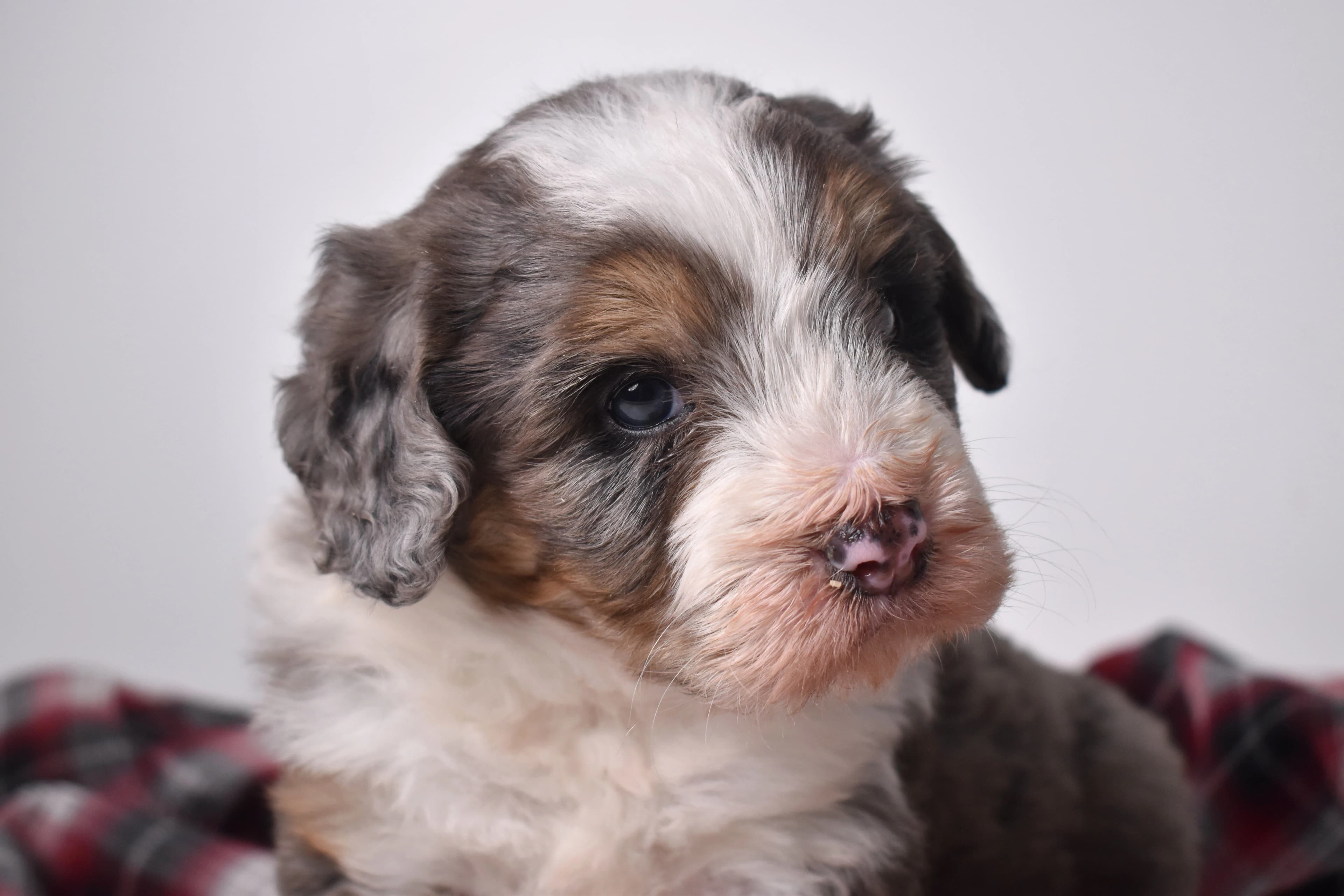 Mini Bernedoodle puppy