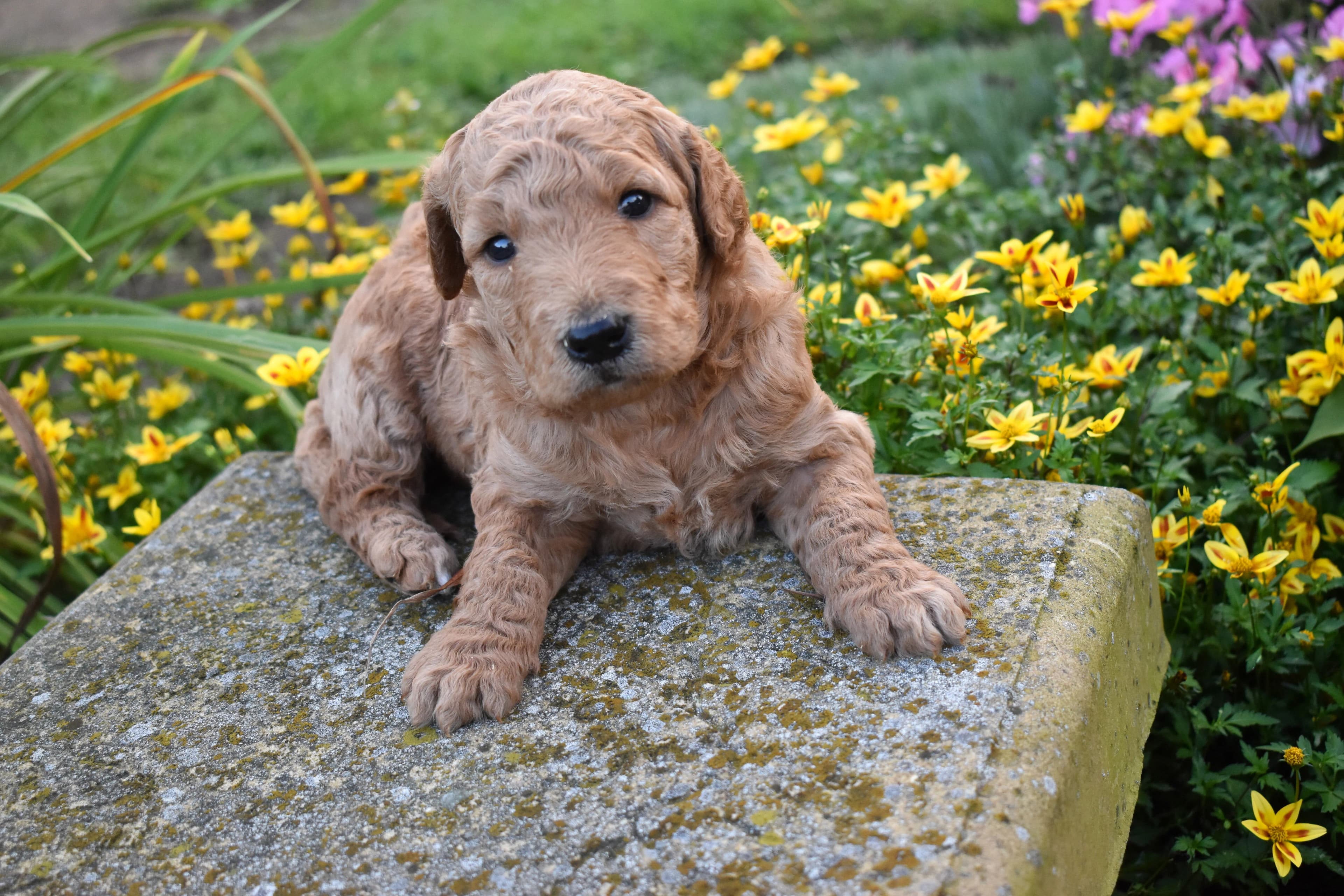 Goldendoodle puppy