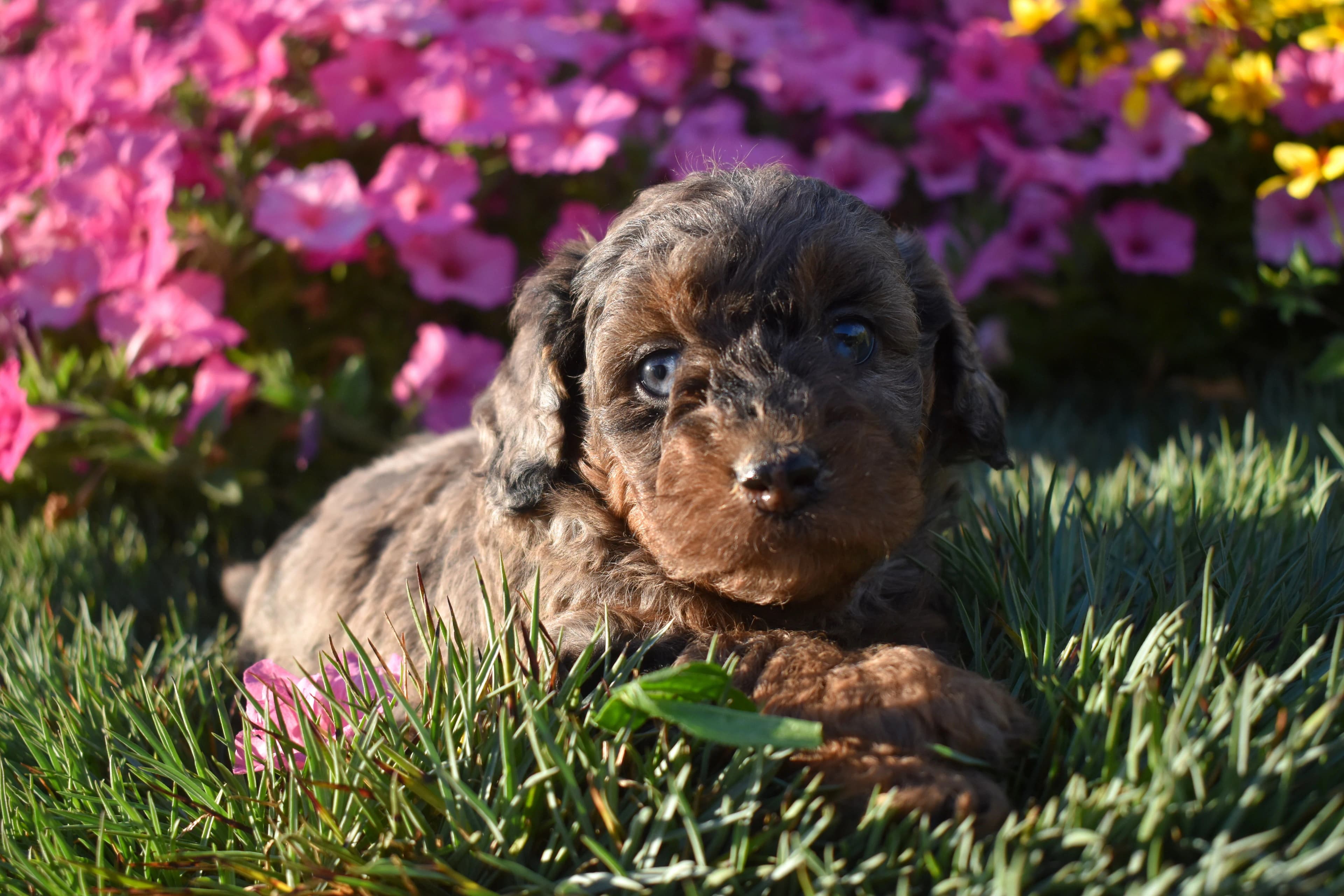 Mini Bernedoodle puppy