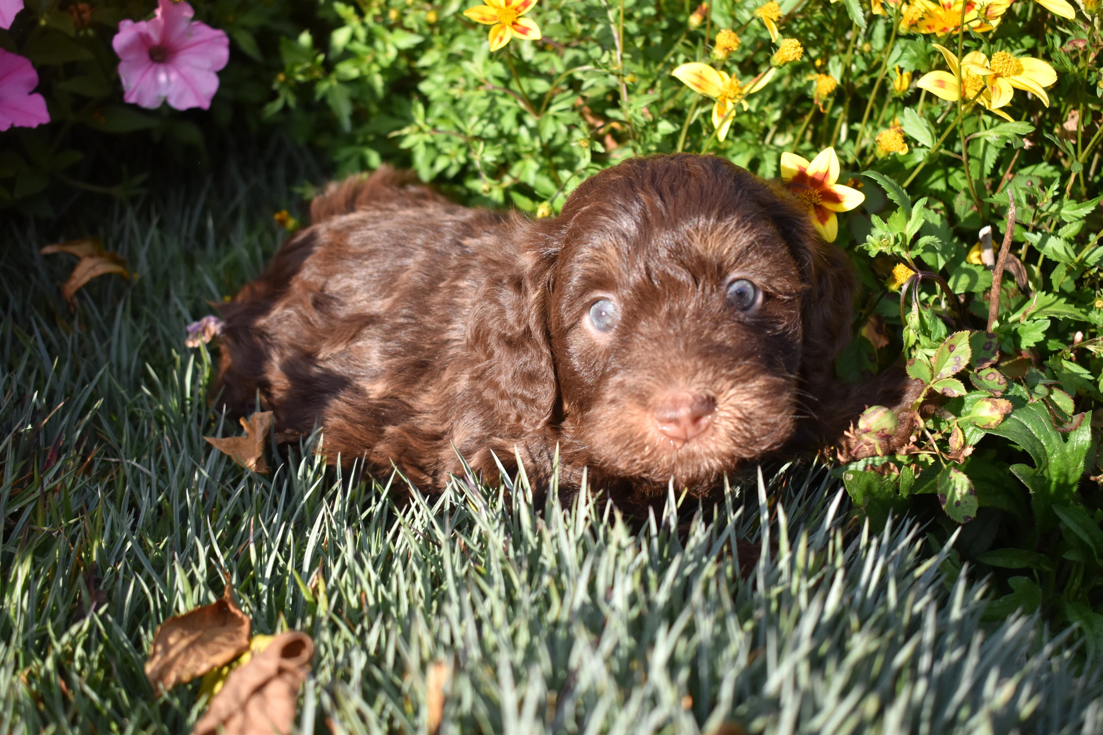 Mini Bernedoodle puppy