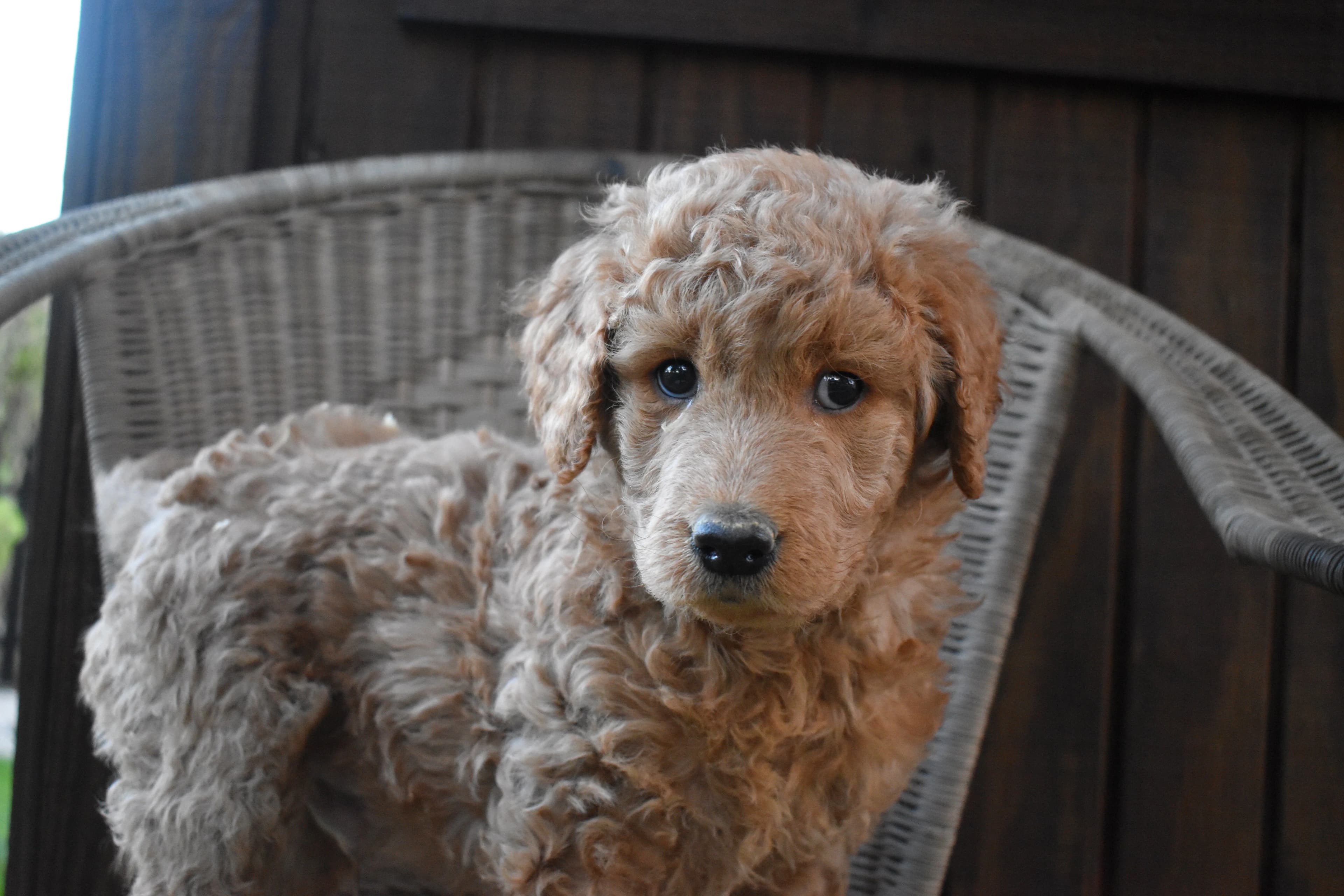 Goldendoodle puppy