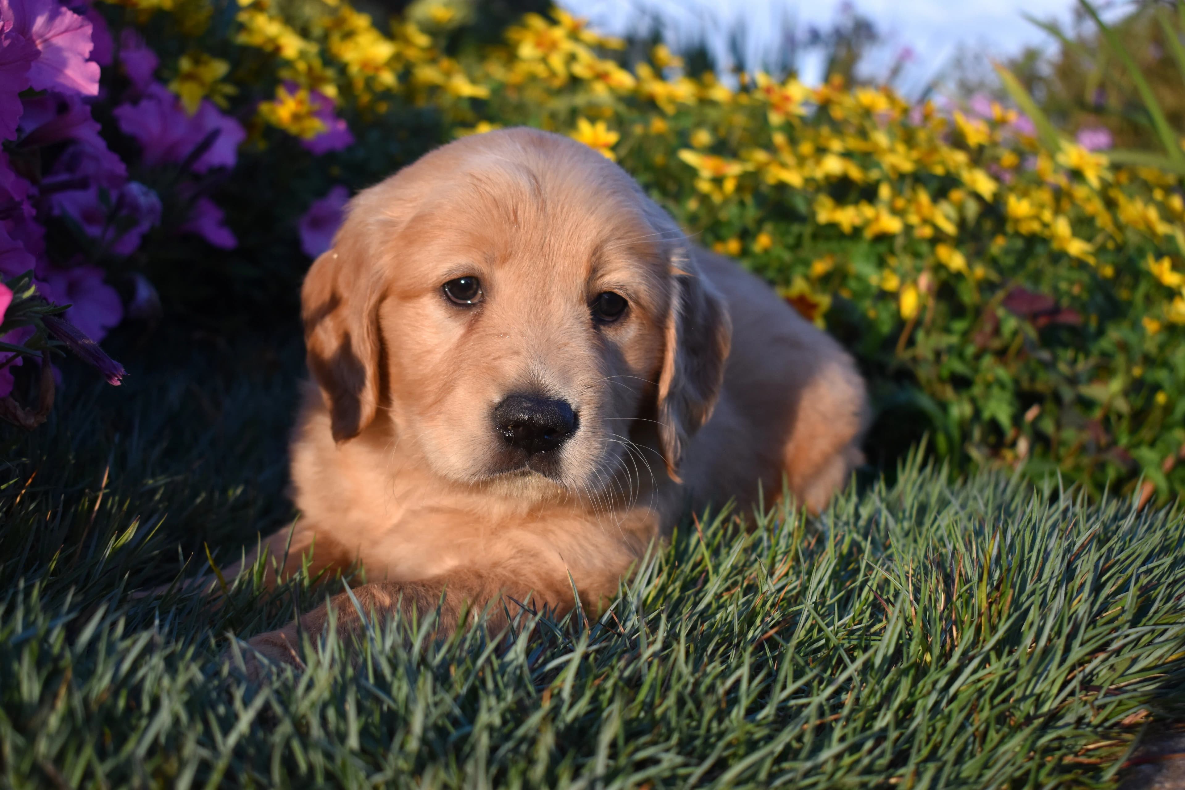 Golden Retriever puppy