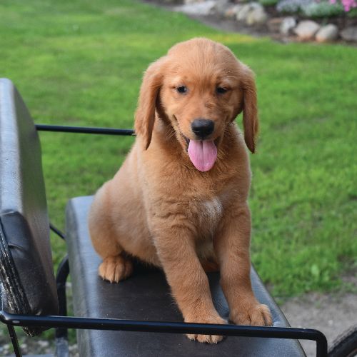 a Golden Retriever puppy sitting on a chair