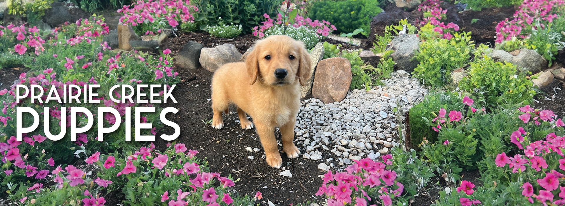 a puppy standing in a garden